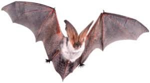 Bat Removal Nj Wildlife Solutions